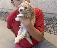 Ted , a male Poodle - Miniature  for sale in San Tan Valley, AZ – Photo 10 of 10