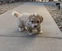 Ted , a male Poodle - Miniature  for sale in San Tan Valley, AZ – Photo 8 of 10