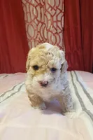 Ted , a male Poodle - Miniature  for sale in San Tan Valley, AZ – Photo 2 of 10