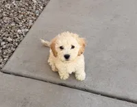 Diana, a female Poodle - Miniature  for sale in San Tan Valley, AZ – 7 of 10