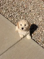 Diana, a female Poodle - Miniature  for sale in San Tan Valley, AZ – 9 of 10