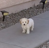 Diana, a female Poodle - Miniature  for sale in San Tan Valley, AZ – 10 of 10