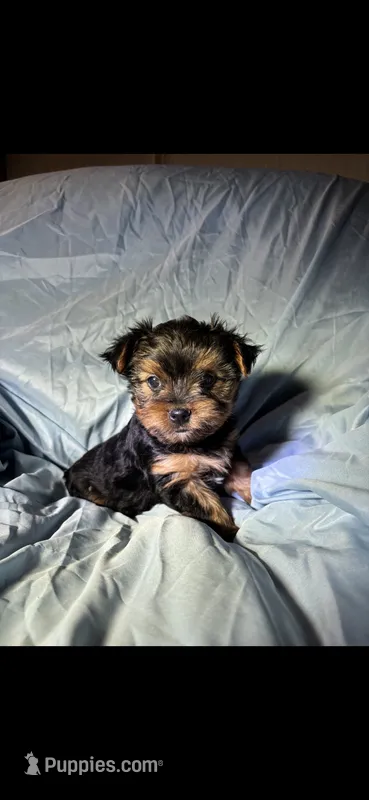 Gizmo  – Yorkshire Terrier puppy for sale in Stoneville, NC