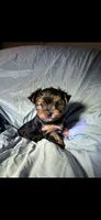Gizmo , a male Yorkshire Terrier for sale in Stoneville, NC – 1 of 3