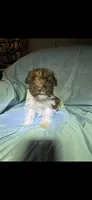 Choco, a male Miniature Schnauzer for sale in Stoneville, NC – 2 of 3
