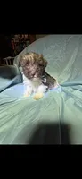 Choco, a male Miniature Schnauzer for sale in Stoneville, NC – 3 of 3