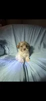 Reese, a male Miniature Schnauzer for sale in Stoneville, NC – 1 of 2
