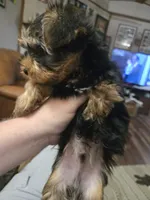 Tripod, a male Yorkshire Terrier for sale in Stoneville, NC – 2 of 4