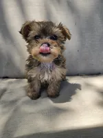 Reese, a male Yorkshire Terrier for sale in Stoneville, NC – 1 of 3