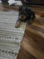 Tripod, a male Yorkshire Terrier for sale in Stoneville, NC – 3 of 4