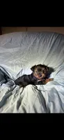 Gizmo , a male Yorkshire Terrier for sale in Stoneville, NC – 2 of 3