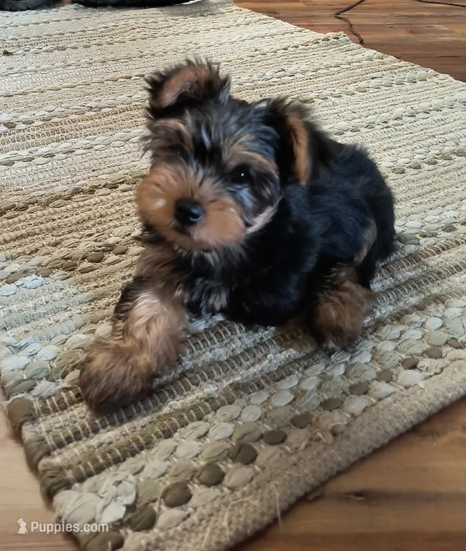 Tripod – Yorkshire Terrier puppy for sale in Stoneville, NC