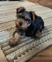 Tripod, a male Yorkshire Terrier for sale in Stoneville, NC – 1 of 4