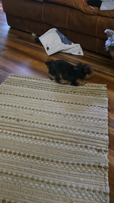 Tripod, a male Yorkshire Terrier for sale in Stoneville, NC – 4 of 4