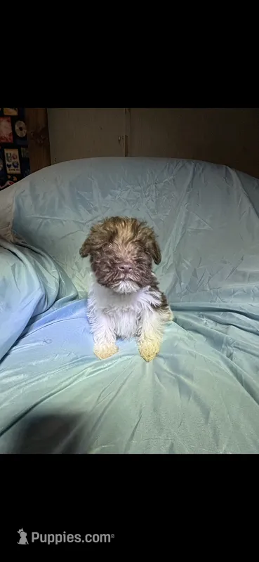 Choco – Miniature Schnauzer puppy for sale in Stoneville, NC