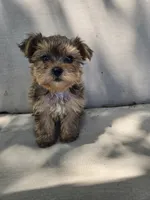 Reese, a male Yorkshire Terrier for sale in Stoneville, NC – 2 of 3