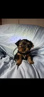 Gizmo , a male Yorkshire Terrier for sale in Stoneville, NC – 3 of 3
