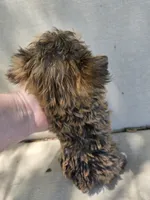Reese, a male Yorkshire Terrier for sale in Stoneville, NC – 3 of 3