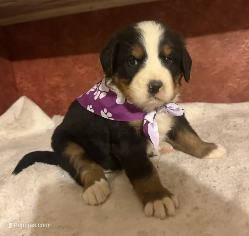 AKC Violet – Bernese Mountain Dog puppy for sale in Athens, WI