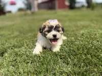 Jane, a female Bichon Frise and Shih Tzu for sale in Athens, WI – 8 of 8