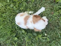 AKC Bart , a male Cavalier King Charles Spaniel for sale in Athens, WI – 9 of 10