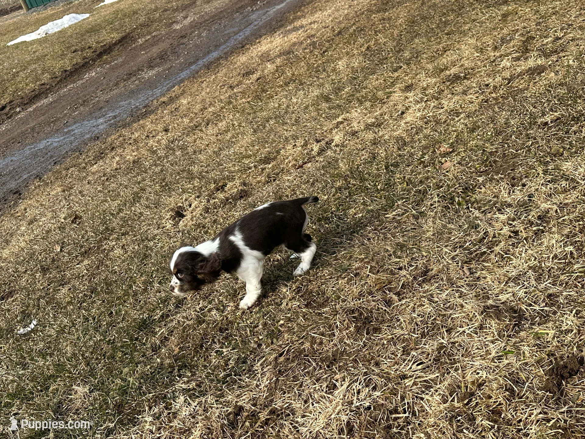 AKC Shawna, a female Cocker Spaniel for sale in Athens, WI – Photo 10 of 10