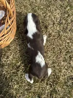 AKC Shawna, a female Cocker Spaniel for sale in Athens, WI – Photo 8 of 10
