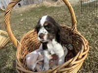 AKC Shawna, a female Cocker Spaniel for sale in Athens, WI – Photo 3 of 10