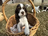 AKC Shawna, a female Cocker Spaniel for sale in Athens, WI – Photo 5 of 10