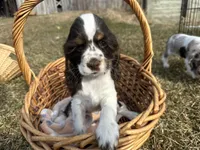 AKC Shawna, a female Cocker Spaniel for sale in Athens, WI – Photo 6 of 10