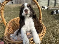 AKC Shawna, a female Cocker Spaniel for sale in Athens, WI – Photo 4 of 10