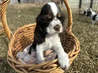AKC Shawna, a female Cocker Spaniel for sale in Athens, WI – Photo 7 of 10