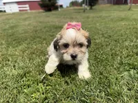 Julie, a female Bichon Frise and Shih Tzu for sale in Athens, WI – 4 of 10