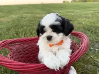 Donnie, a male Bichon Frise and Shih Tzu for sale in Athens, WI – 3 of 10