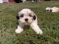 Buddy, a male Bichon Frise and Shih Tzu for sale in Athens, WI – 2 of 10