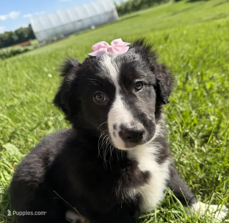 Zada – Australian Shepherd, Border Collie puppy for sale in Athens, WI