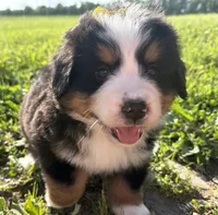 AKC Gabby, a female Bernese Mountain Dog for sale in Athens, WI – 2 of 10