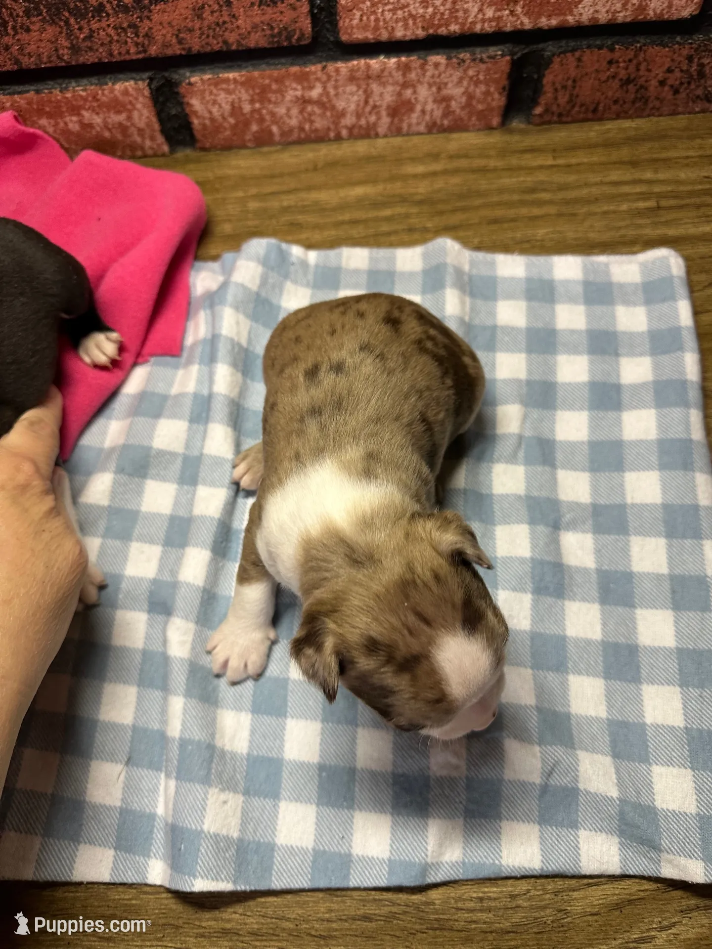 Porter , a male Boston Terrier for sale in Athens, WI – 3 of 3