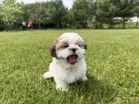 Jon, a male Bichon Frise and Shih Tzu for sale in Athens, WI – 3 of 10
