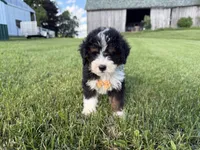 Turbo, a male Bernedoodle for sale in Athens, WI – 2 of 10