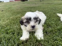 Whitey, a male Bichon Frise and Shih Tzu for sale in Athens, WI – 9 of 10