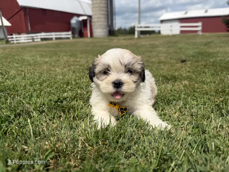 Buddy – Bichon Frise, Shih Tzu puppy for sale in Athens, WI
