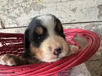 AKC Ivan , a male Bernese Mountain Dog for sale in Athens, WI – Photo 1 of 2