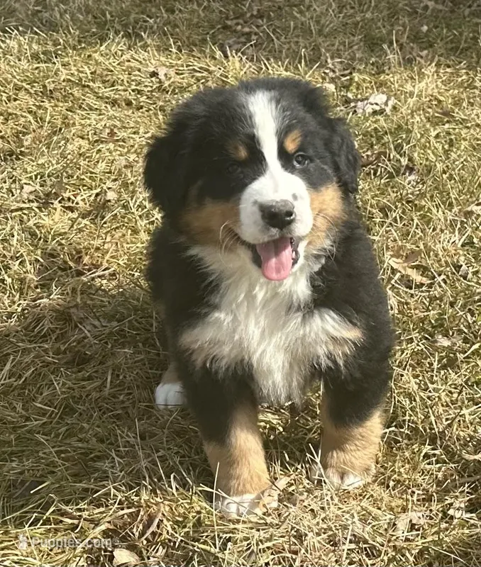 AKC Ivan  – Bernese Mountain Dog puppy for sale in Athens, WI