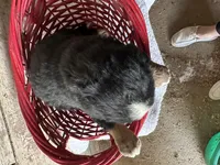 AKC Ivan , a male Bernese Mountain Dog for sale in Athens, WI – Photo 2 of 2