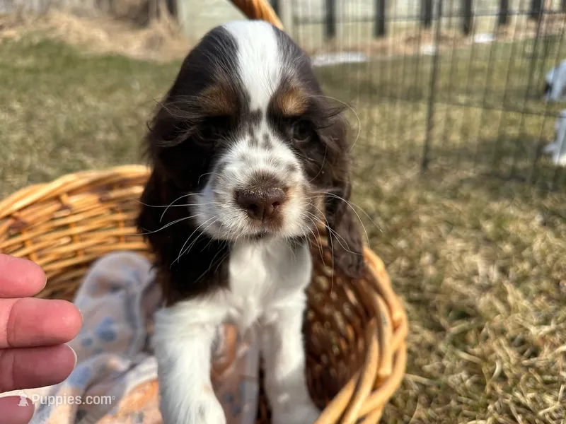 AKC Shawna – Cocker Spaniel puppy for sale in Athens, WI