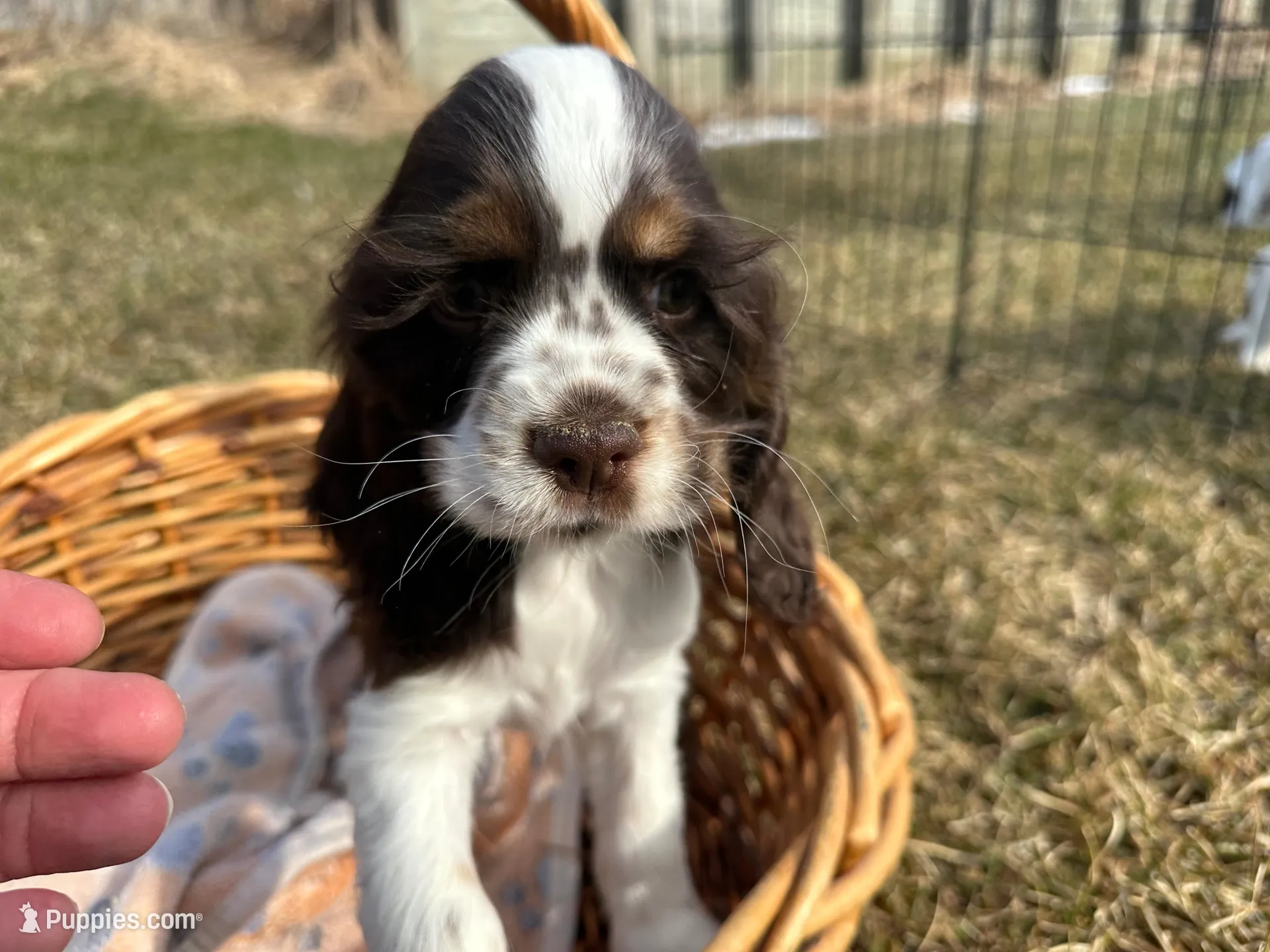 AKC Shawna, a female Cocker Spaniel for sale in Athens, WI – Photo 1 of 10