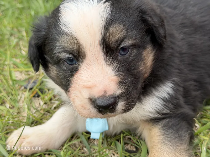 Zander – Australian Shepherd, Border Collie puppy for sale in Athens, WI