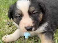 Zander, a male Australian Shepherd and Border Collie for sale in Athens, WI – 1 of 10