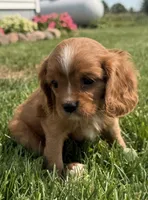 Savanna , a female Cavalier King Charles Spaniel for sale in Athens, WI – 6 of 9